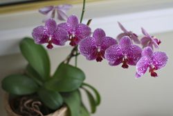 Mettere un'orchidea sui tavoli per computer in ufficio per depurare l'aria