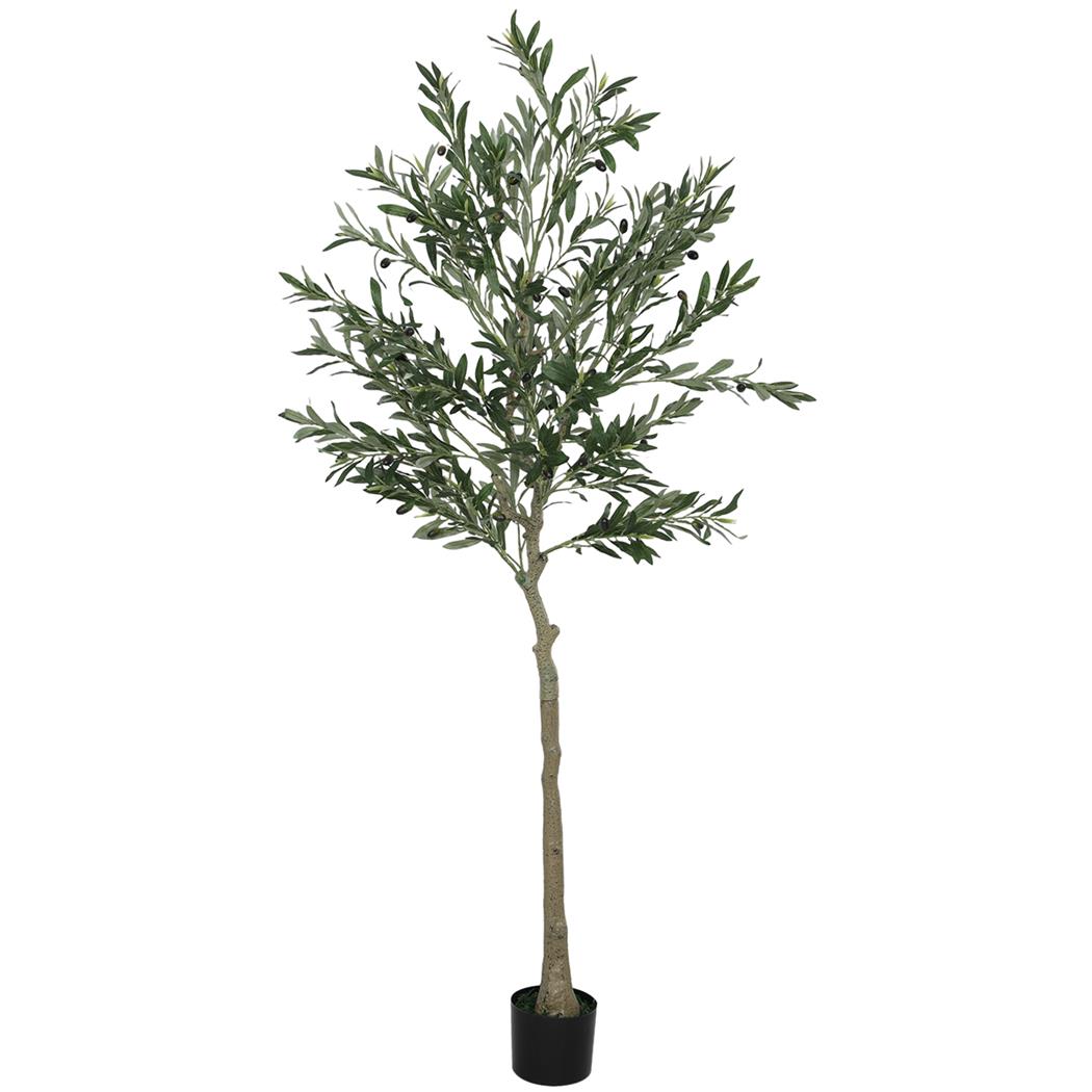 Pianta per Ufficio CASIA, Olivo alto 180cm, Con Foglie e Olive, Verde