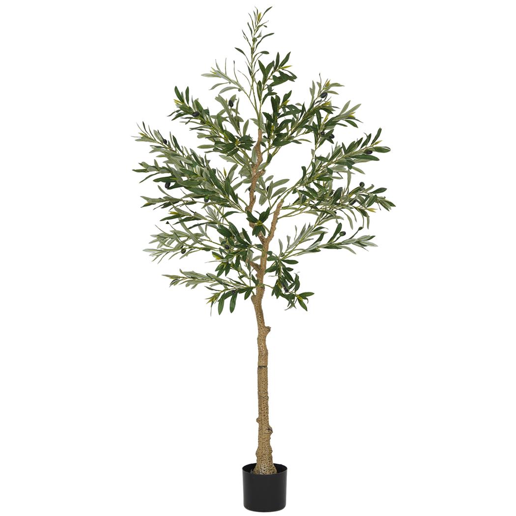 Pianta per Ufficio FOLI, Olivo alto 150cm, Con Foglie e Olive, Verde